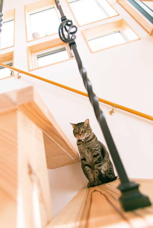 レバンテ施工実績の写真 階段と猫